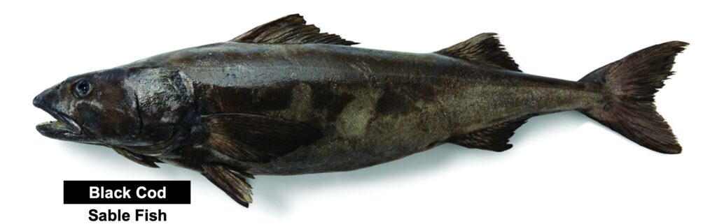 black cod sable fish
