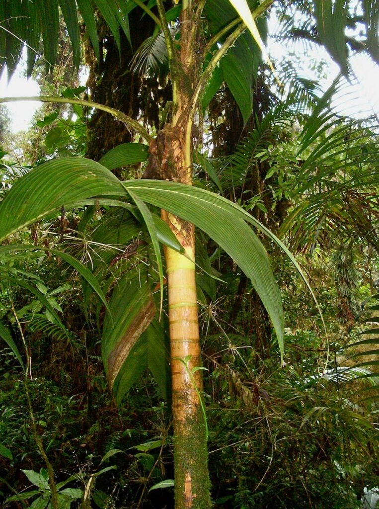 hearts of palm