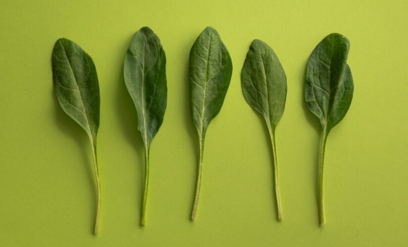 spinach leaves